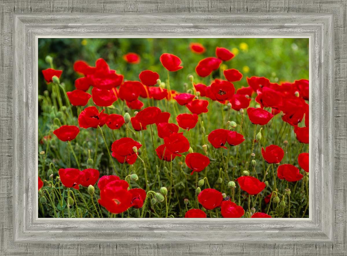 Plate 2 - Poppies in Abundance
