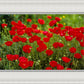 Plate 2 - Poppies in Abundance