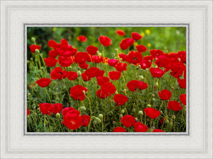 Plate 2 - Poppies in Abundance