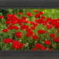 Plate 2 - Poppies in Abundance