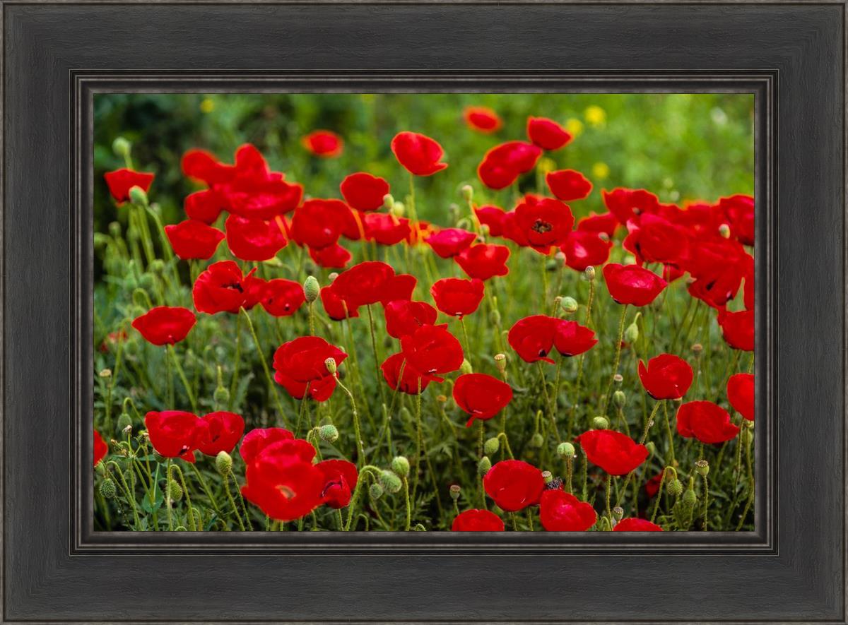 Plate 2 - Poppies in Abundance