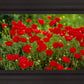 Plate 2 - Poppies in Abundance