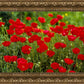 Plate 2 - Poppies in Abundance
