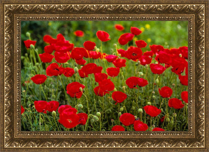 Plate 2 - Poppies in Abundance
