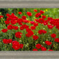 Plate 2 - Poppies in Abundance