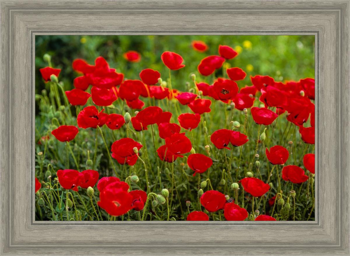 Plate 2 - Poppies in Abundance