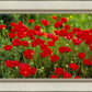 Plate 2 - Poppies in Abundance