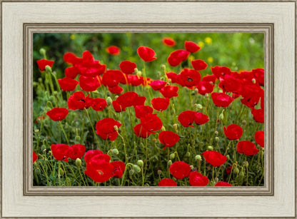 Plate 2 - Poppies in Abundance