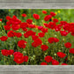 Plate 2 - Poppies in Abundance
