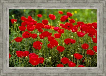 Plate 2 - Poppies in Abundance
