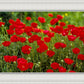 Plate 2 - Poppies in Abundance