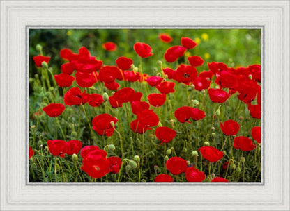Plate 2 - Poppies in Abundance
