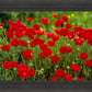 Plate 2 - Poppies in Abundance