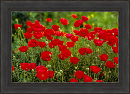 Plate 2 - Poppies in Abundance