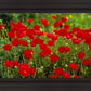 Plate 2 - Poppies in Abundance