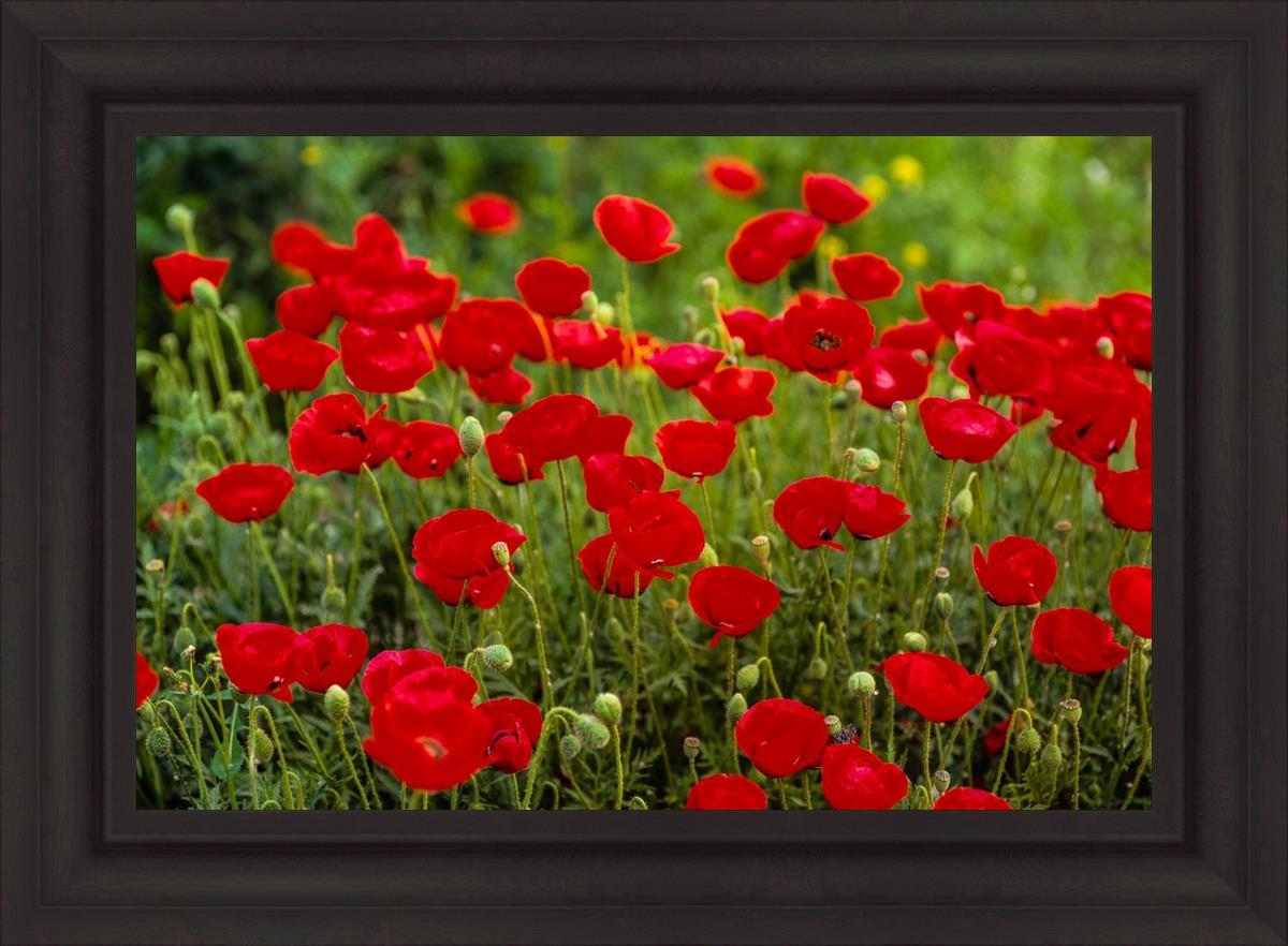 Plate 2 - Poppies in Abundance