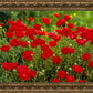 Plate 2 - Poppies in Abundance
