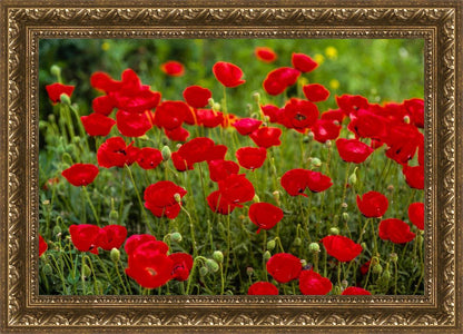 Plate 2 - Poppies in Abundance