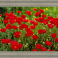 Plate 2 - Poppies in Abundance