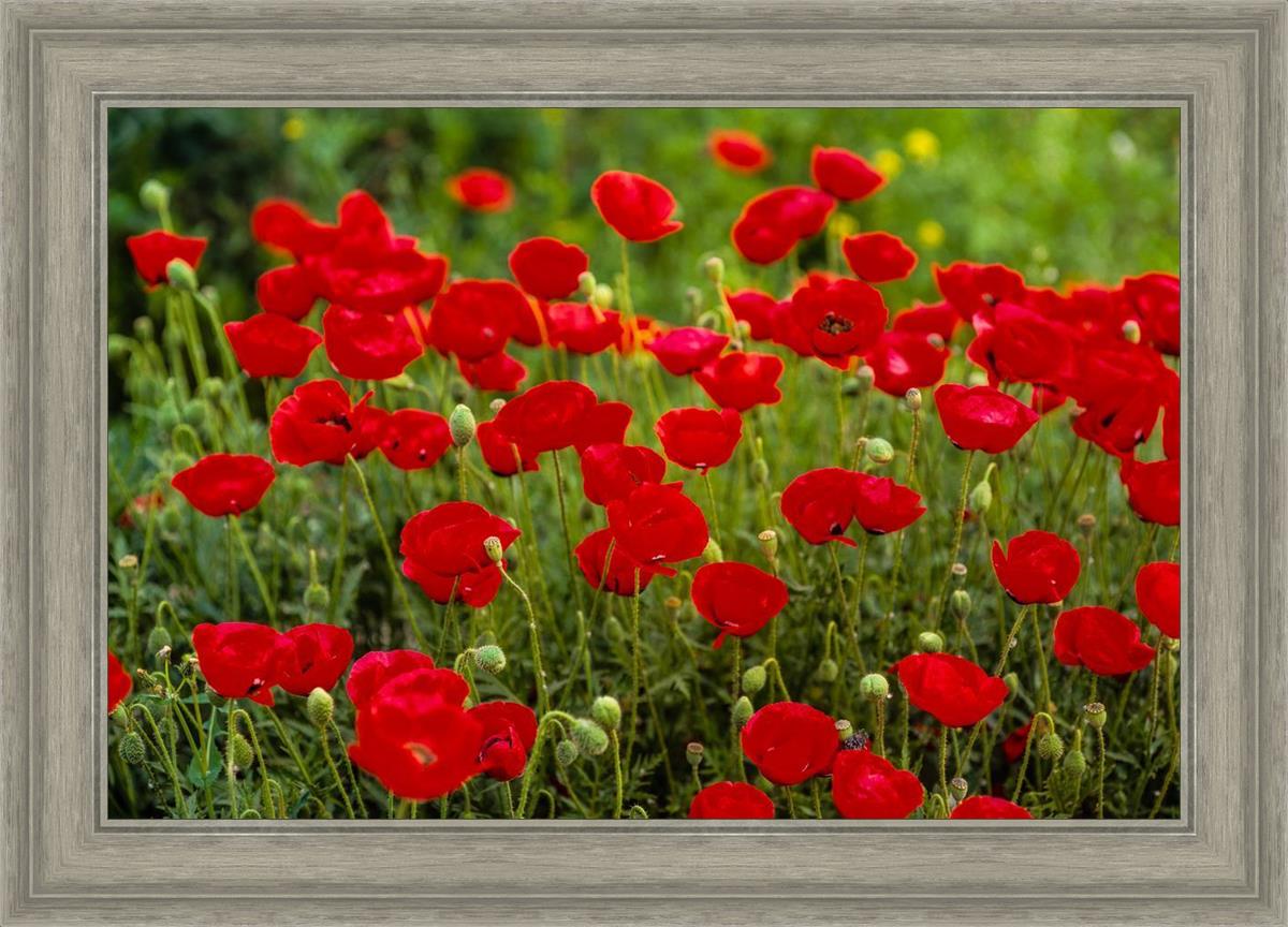 Plate 2 - Poppies in Abundance