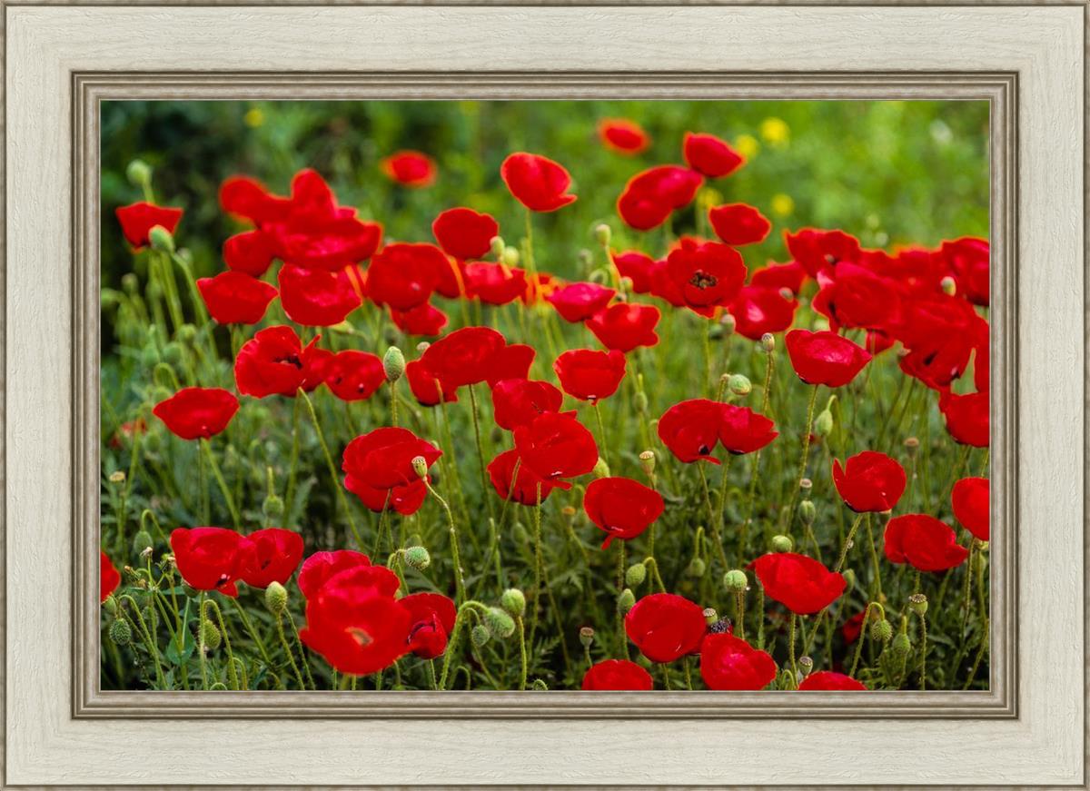 Plate 2 - Poppies in Abundance
