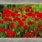 Plate 2 - Poppies in Abundance