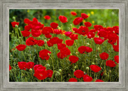 Plate 2 - Poppies in Abundance