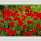 Plate 2 - Poppies in Abundance