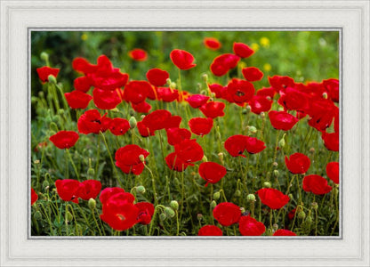 Plate 2 - Poppies in Abundance