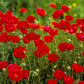 Plate 2 - Poppies in Abundance