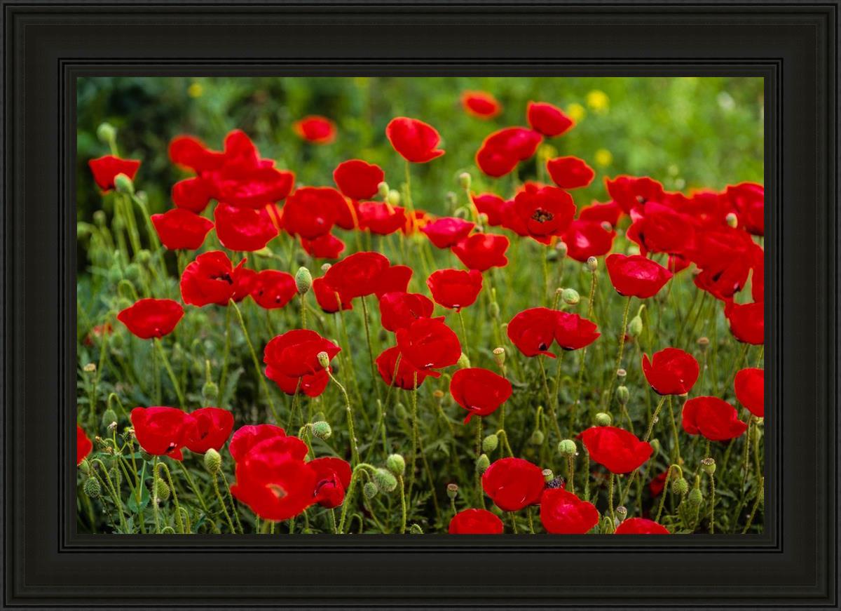 Plate 2 - Poppies in Abundance