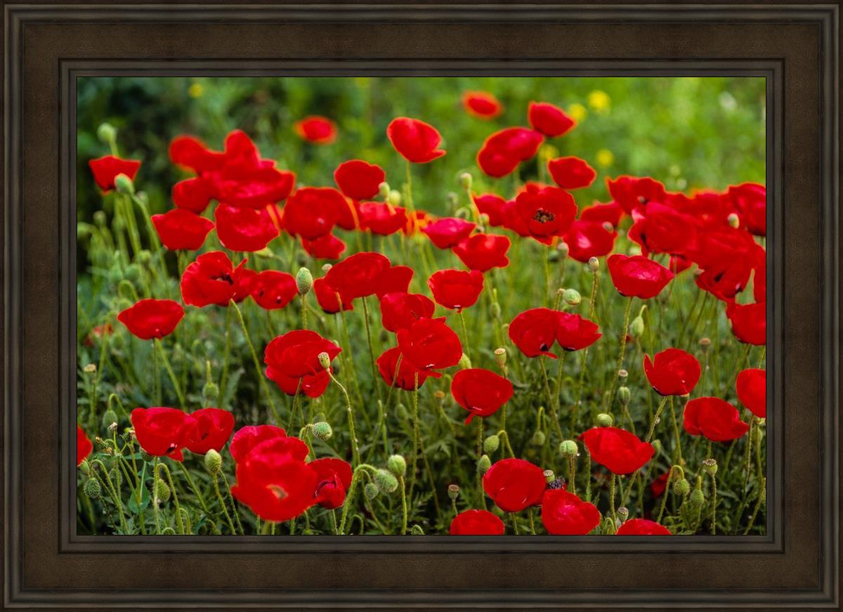 Plate 2 - Poppies in Abundance