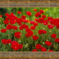 Plate 2 - Poppies in Abundance