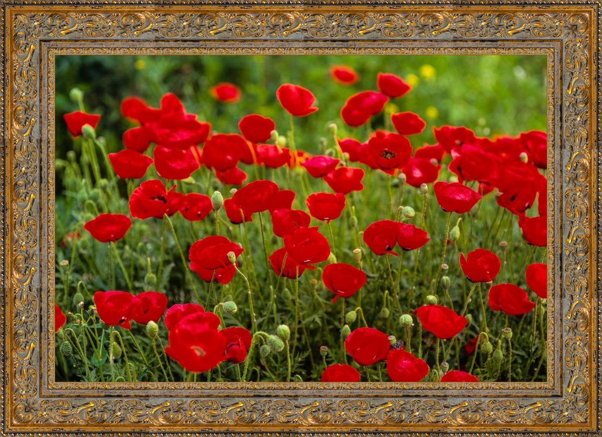 Plate 2 - Poppies in Abundance