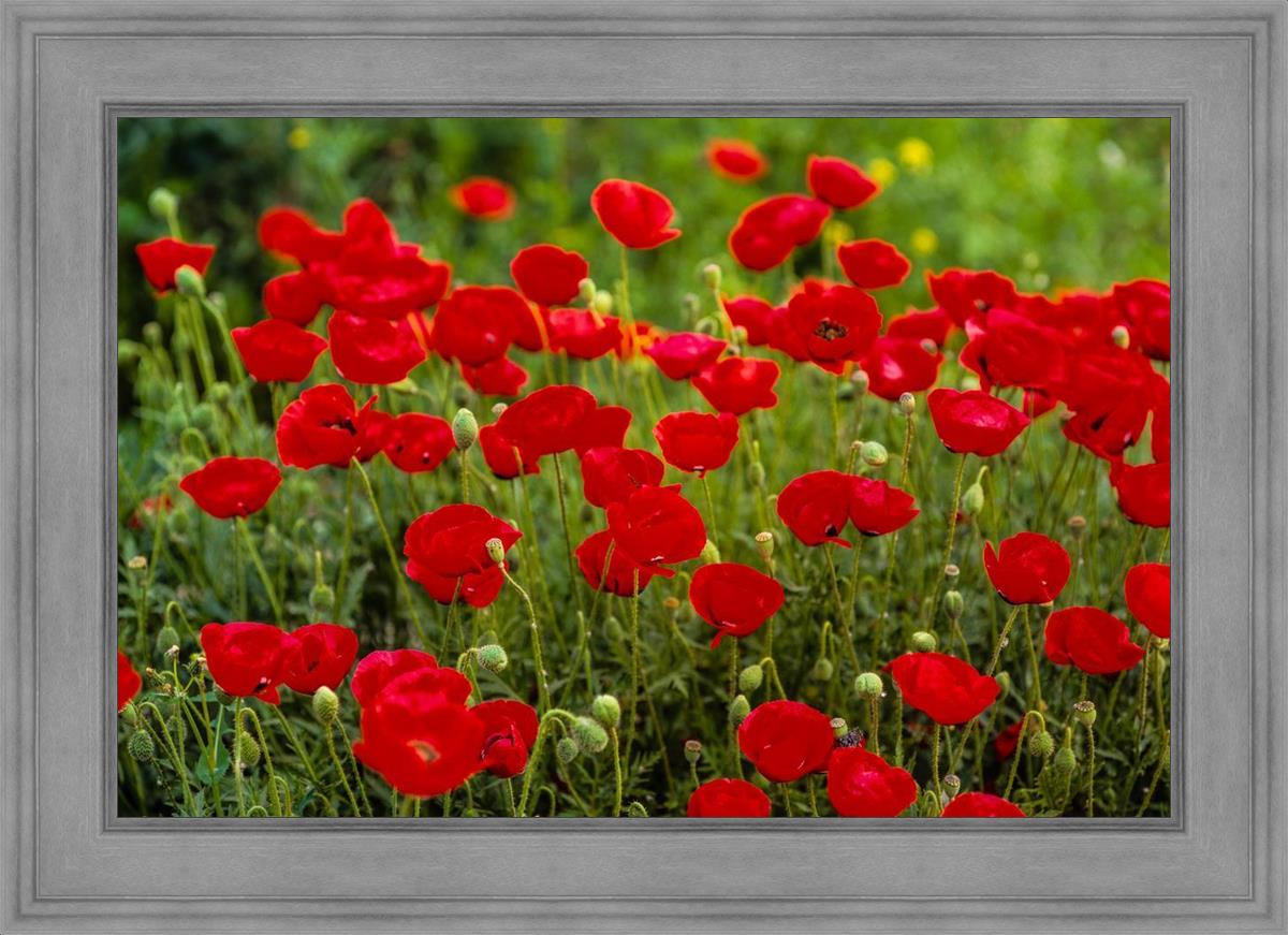 Plate 2 - Poppies in Abundance