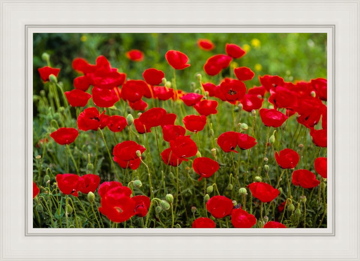 Plate 2 - Poppies in Abundance