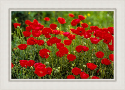 Plate 2 - Poppies in Abundance