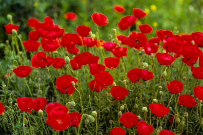 Plate 2 - Poppies in Abundance