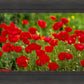 Plate 2 - Poppies in Abundance
