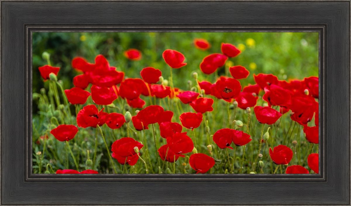 Plate 2 - Poppies in Abundance