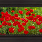 Plate 2 - Poppies in Abundance