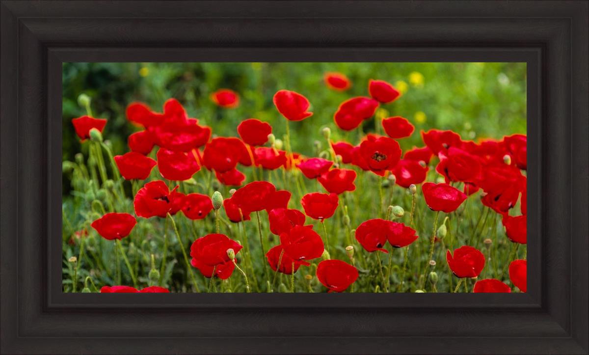 Plate 2 - Poppies in Abundance