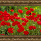 Plate 2 - Poppies in Abundance