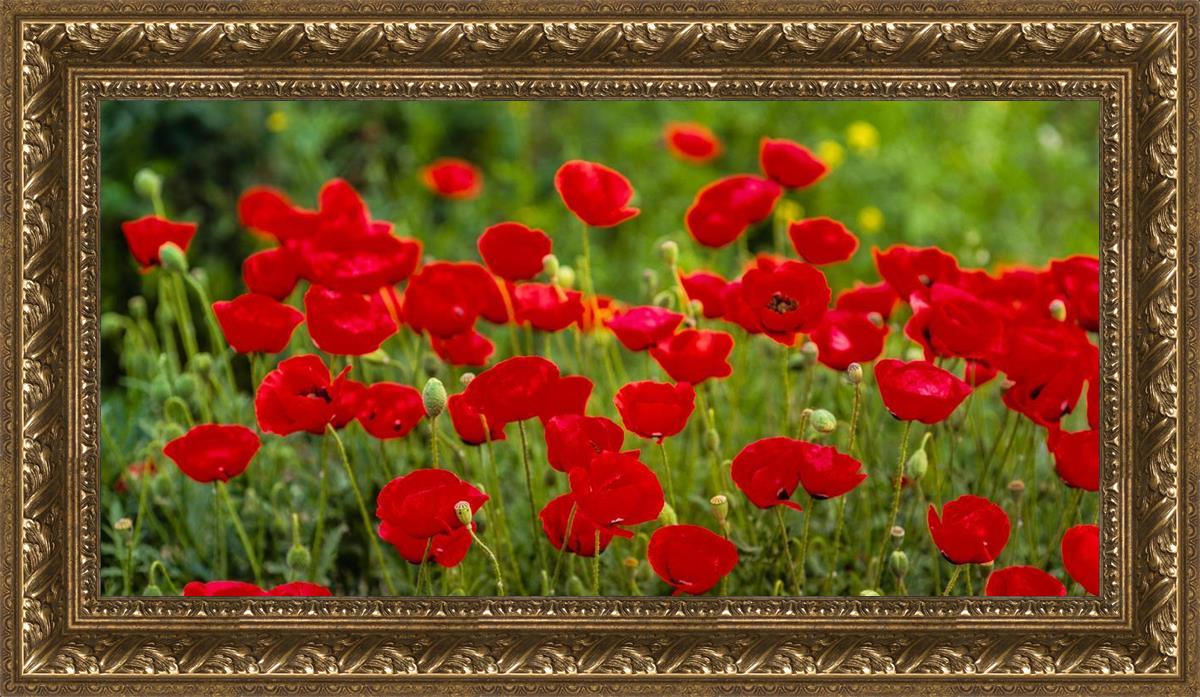Plate 2 - Poppies in Abundance