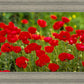 Plate 2 - Poppies in Abundance