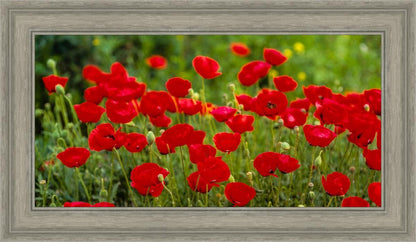 Plate 2 - Poppies in Abundance
