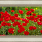 Plate 2 - Poppies in Abundance