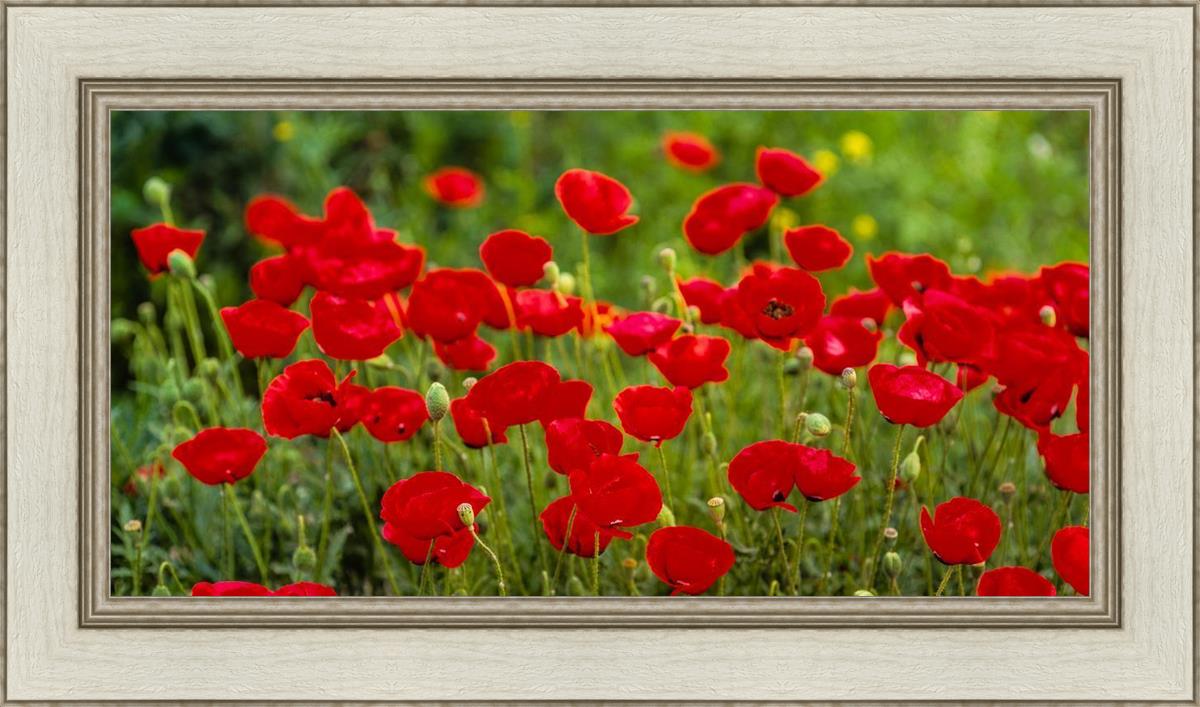 Plate 2 - Poppies in Abundance