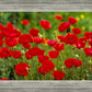 Plate 2 - Poppies in Abundance