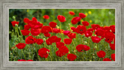 Plate 2 - Poppies in Abundance